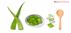 Benefits of Aloe Vera