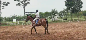 Taurian World School Gallery