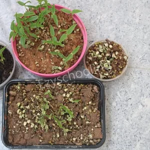 Aspire Bee School Gallery 6