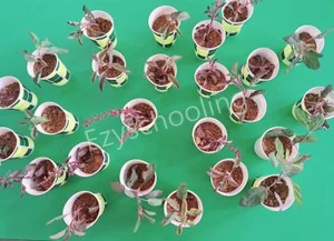 Ashoka International School Gallery 12