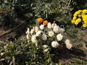 Harvard House High School Gallery 3