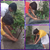 D.A.V. Public School Gallery